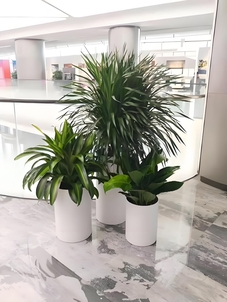 惊爆！宁波海曙绿化修剪方案大揭秘，速看！><div class=